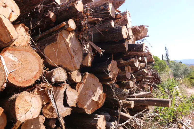 Imagem que acompanha a notícia «ATUALIDADE - Quercus pede o fim dos subsídios à queima industrial de biomassa florestal, «uma falsa energia verde»» (Rádio Hertz)