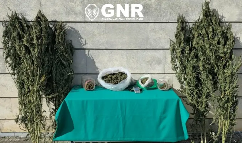 Imagem que acompanha a notícia «ALCOBAÇA - Homem detido por tráfico de droga. GNR apreendeu cerca de duas mil doses de cannabis» (Rádio Hertz)