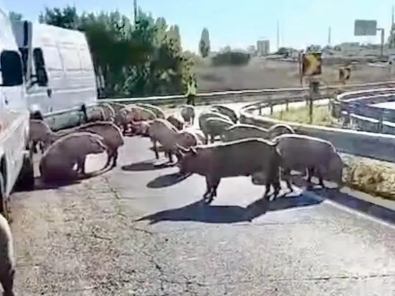 porcos