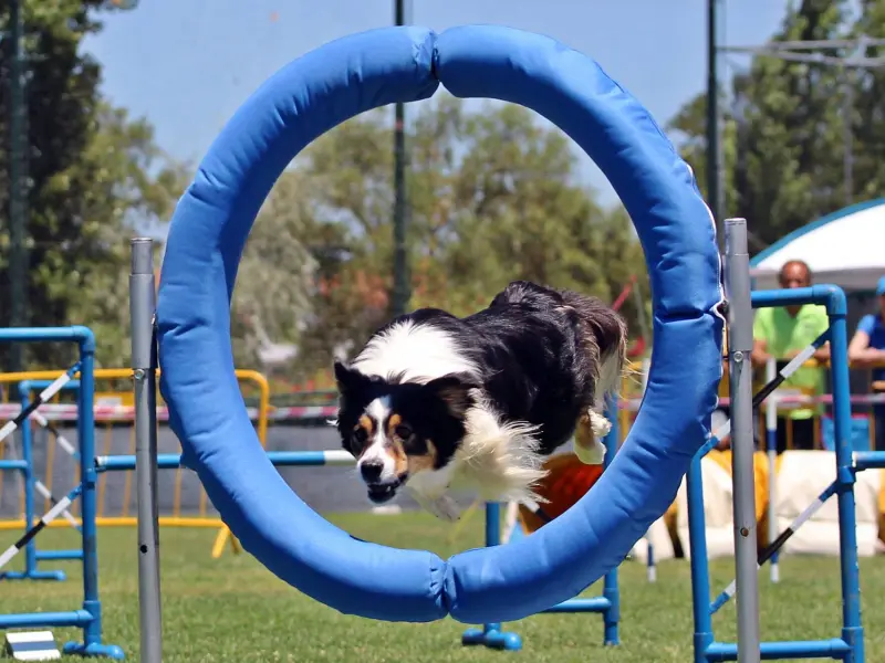 Imagem que acompanha a notícia «Abrantes transforma-se em palco nacional do Agility durante três dias» (mediotejo.net)
