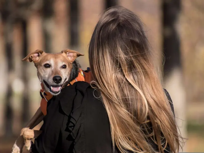 Imagem que acompanha a notícia «Campanha de adoção assinala Dia Mundial do Animal em Tomar» (mediotejo.net)