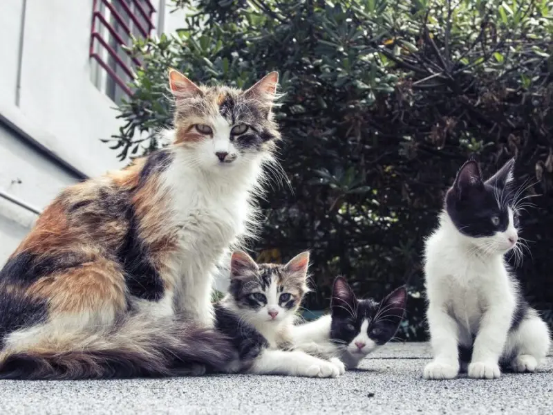 Imagem que acompanha a notícia «Entroncamento | Apoio à esterilização suspenso por falta de médica veterinária» (mediotejo.net)