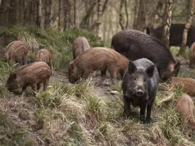 Imagem que acompanha a notícia «Médio Tejo espera alargamento de projeto de controlo de javalis a outros municípios» (mediotejo.net)