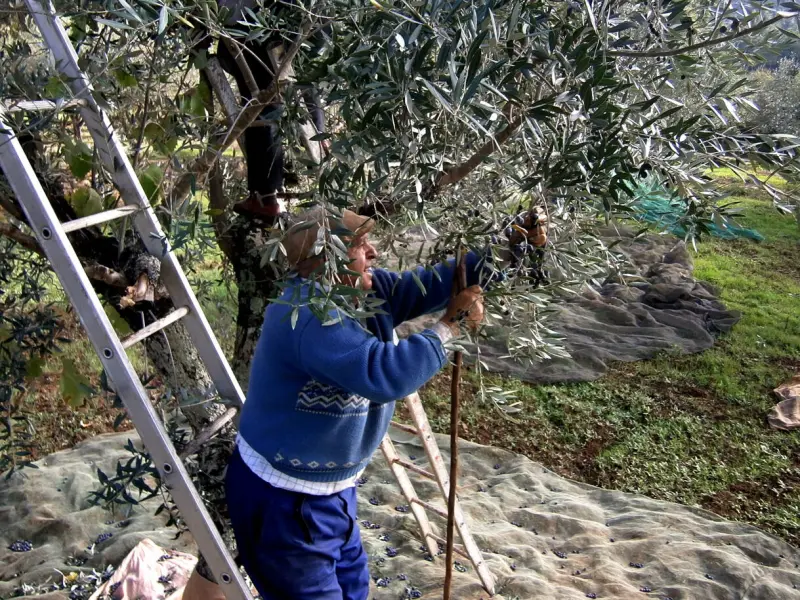 Imagem que acompanha a notícia «ULS Médio Tejo alerta para risco de quedas e acidentes na apanha da azeitona» (mediotejo.net)