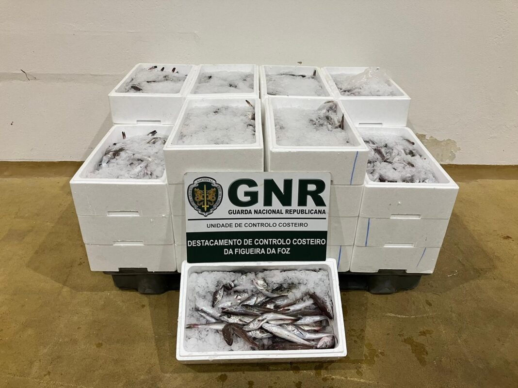 nazare-–-unidade-de-controlo-costeiro-apreendeu-mais-de-180-quilos-de-pescada-subdimensionada