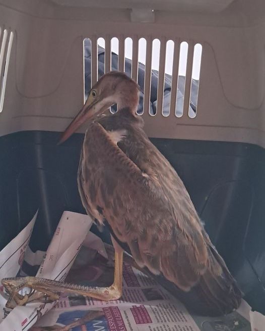 caldas-da-rainha-–-psp-recolhe-garca-vermelha-que-se-encontrava-em-dificuldades