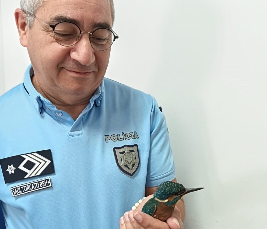 leiria-–-psp-recolheu-ave-‘guarda-rios’-que-estava-caida-no-solo