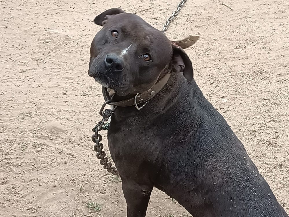 leiria-–-psp-recolheu-pit-bull,-encontrado-sem-as-condicoes-exigiveis-de-bem-estar-animal