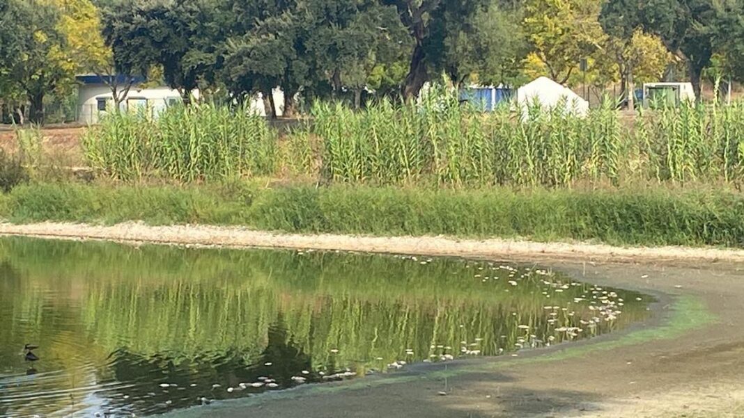alpiarca:-mortandade-de-peixes-na-barragem-dos-patudos-preocupa-os-verdes