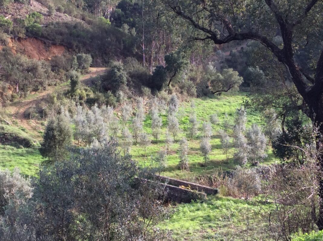 vila-de-rei-–-projeto-‘condominio-de-aldeia’-implementado-em-aveleira-e-macieira