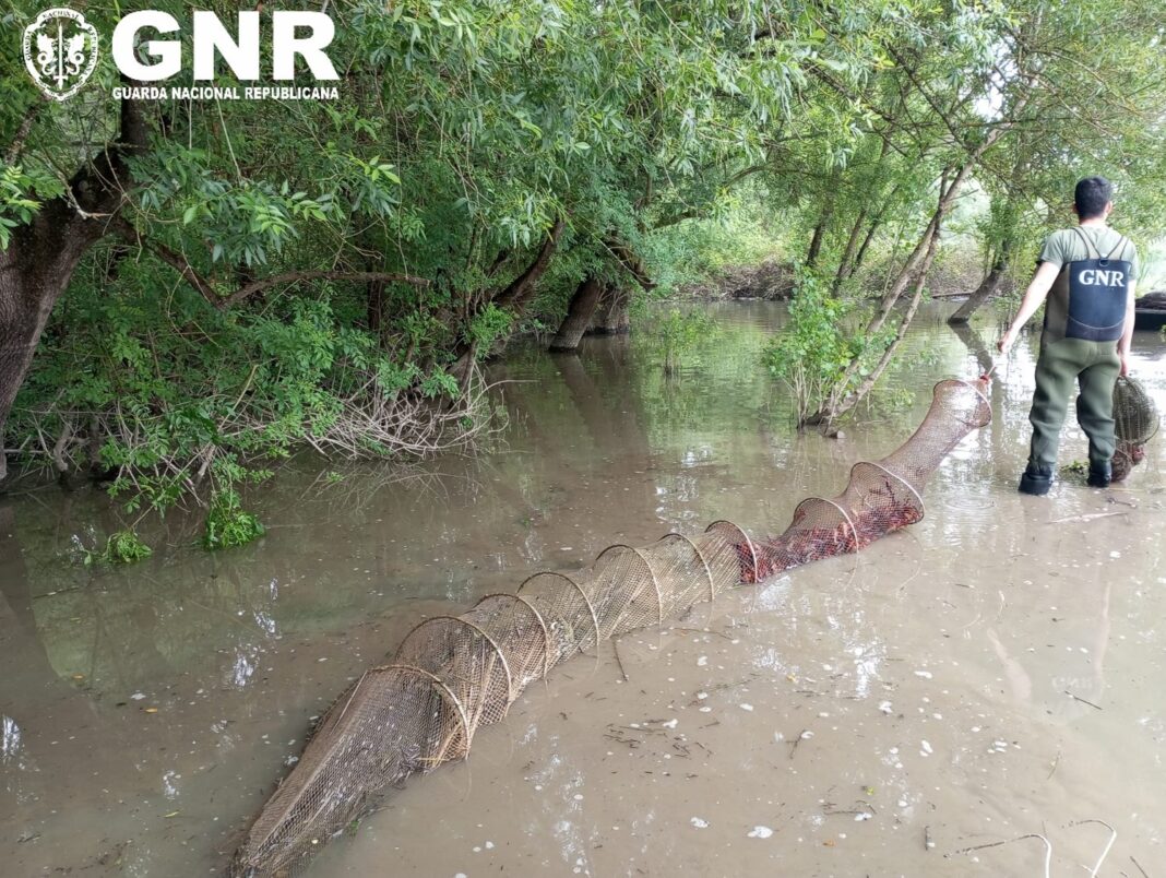 golega-–-gnr-apreendeu-90-nassas-de-pesca-em-area-de-protecao