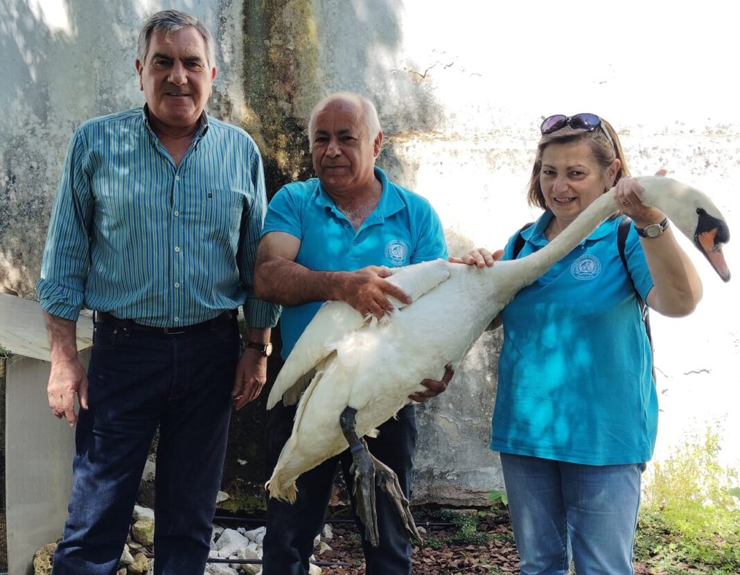 tomar-–-cisne-branco,-de-nome-‘bielas’-ira-chegar-ao-nabao-dentro-em-breve