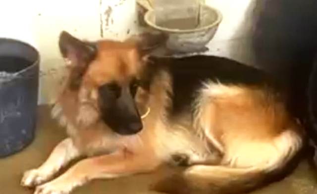atualidade-–-apelo-‘foxy’-esta-desaparecida.-proprietarios-da-cadela-pedem-ajuda