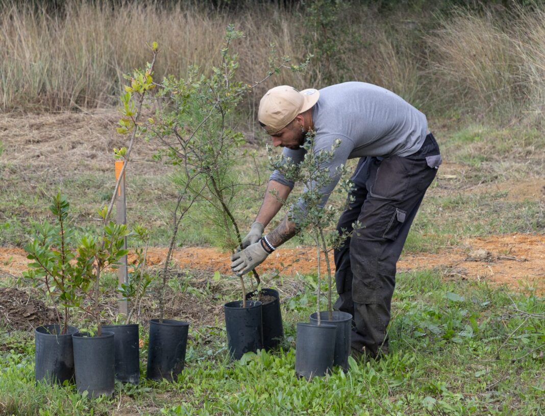 camara-de-torres-novas-vai-plantar-2.300-arvores-entre-sobreiros-e-medronheiros