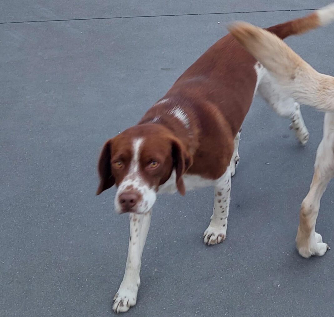 tomar-–-apelo.-o-‘tommy’-desapareceu-e-necessita-de-ajuda-para-regressar-a-casa