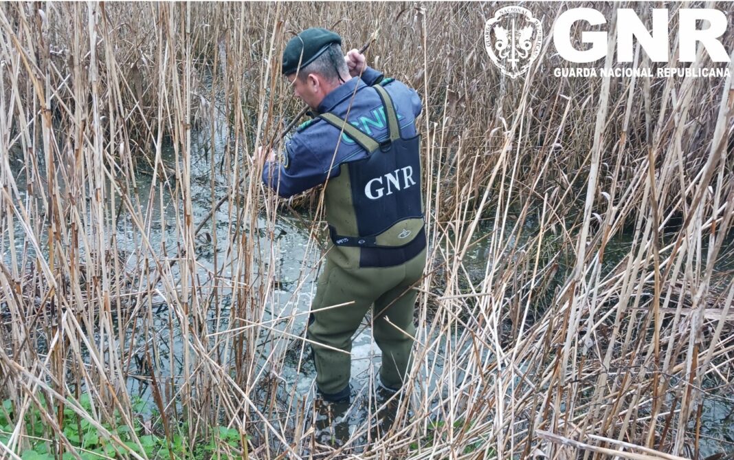 pombal-–-gnr-detetou-descarga-de-exploracao-pecuaria-na-ribeira-do-travasso