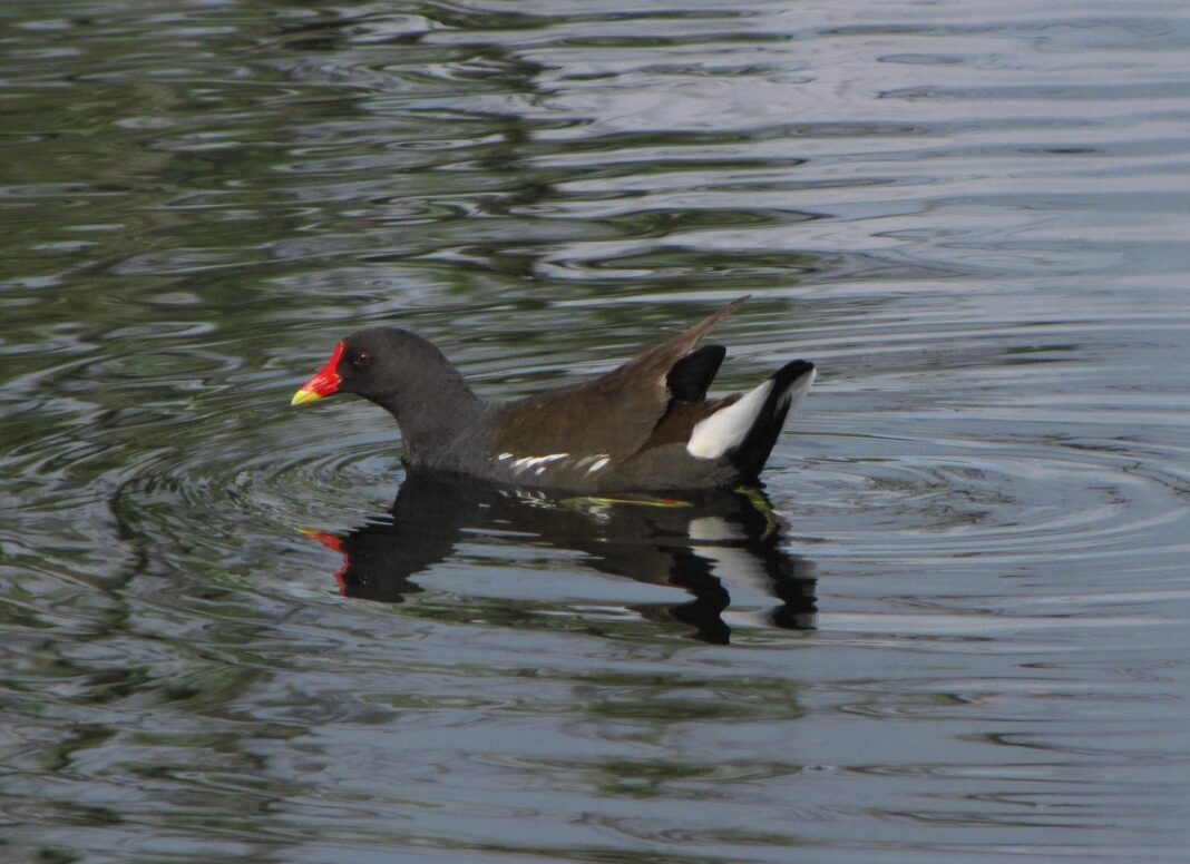 constancia-–-«a-descoberta-da-natureza-no-parque-–-as-aves-que-aqui-vivem»