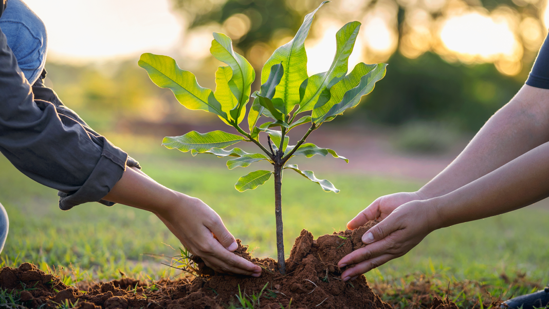 tomar-assinala-dia-da-arvore-com-acao-de-regeneracao-ambiental