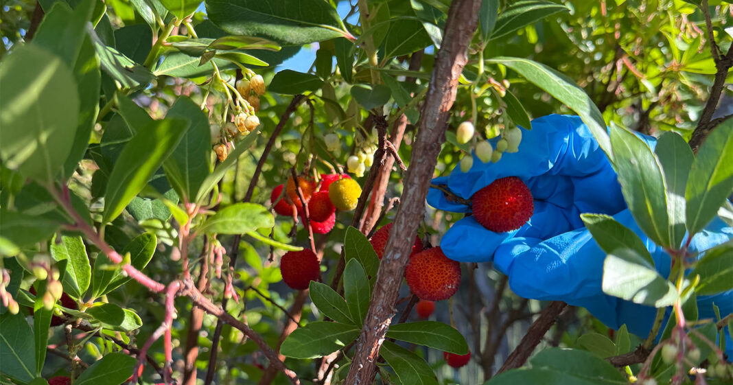 serta-aposta-na-inovacao-para-valorizar-o-medronho-no-setor-alimentar