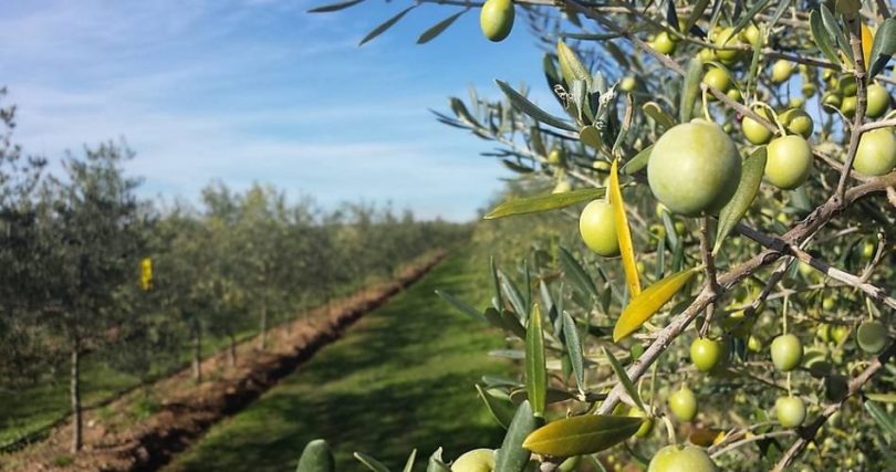 agrotejo-alerta-para-exclusao-de-agricultores-do-vale-do-tejo-dos-apoios-do-pepac