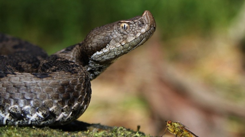 uls-medio-tejo-registou-quatro-mordeduras-de-vibora-numa-decada