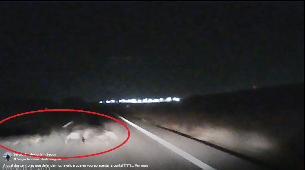 carro-choca-com-javalis-na-estrada-entre-almeirim-e-raposa-(c/-video)
